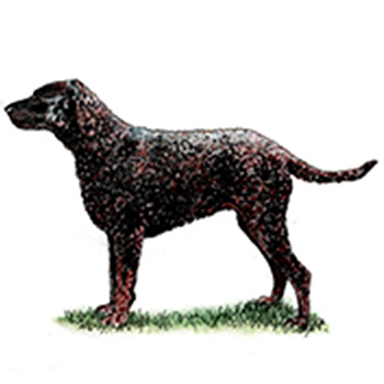 Curly Coated Retriever - Click Image to Close
